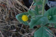 Blumea lacera